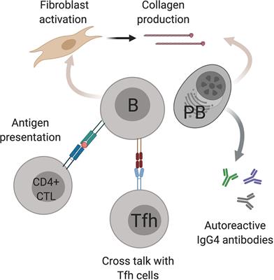 Frontiers | The Role of B Cells and B Cell Therapies in Immune